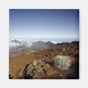 Silber-Schwertlilie am Rand des Haleakala-Kraters Magnet
