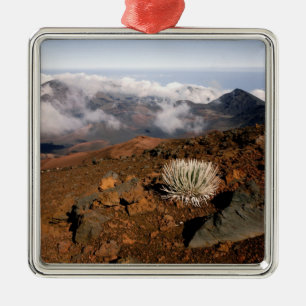 Silber-Schwertlilie am Rand des Haleakala-Kraters Silbernes Ornament