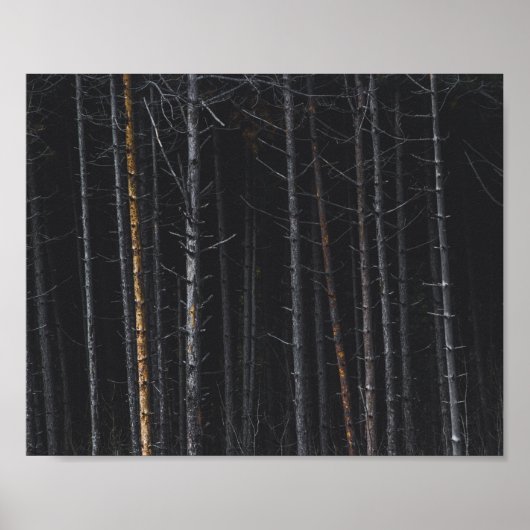 Silber- und Goldbaumstämme Poster (Vorne)