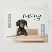 Silber Wir bewegen Dackel Hund in Box Postcard Postkarte (Vorderseite)