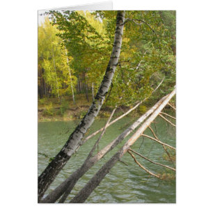Silberbirken, die sich über die Flusskarte lehnen