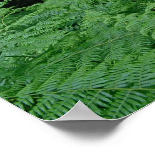 Silberbirken und Farne, Sherwood Forest Poster (Ecke)