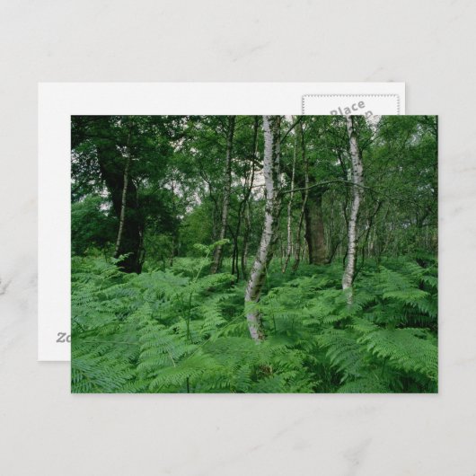 Silberbirken und Farne, Sherwood Forest Postkarte (Vorne/Hinten)