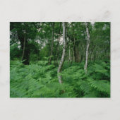 Silberbirken und Farne, Sherwood Forest Postkarte (Vorderseite)