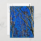 Silberbirnenbäume Postkarte (Vorne/Hinten)