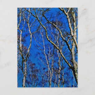 Silberbirnenbäume Postkarte