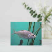 Silberfisch Postkarte (Stehend Vorderseite)