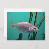 Silberfisch Postkarte (Vorne/Hinten)