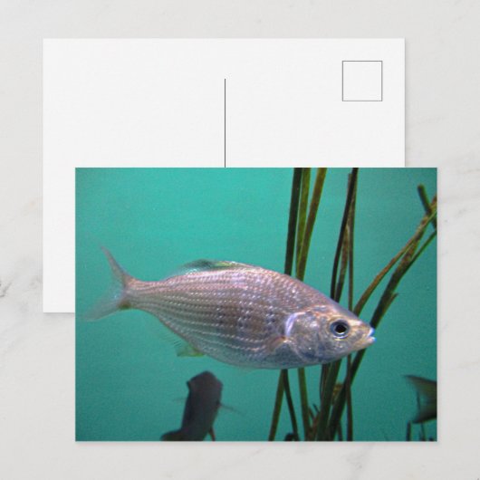 Silberfisch Postkarte (Vorne/Hinten)