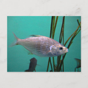 Silberfisch Postkarte