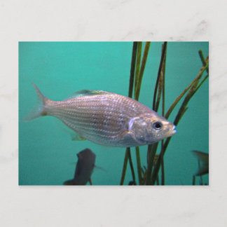 Silberfisch Postkarte