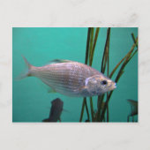 Silberfisch Postkarte (Vorderseite)