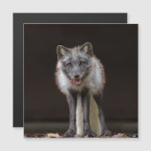 Silberfuchs fesseln magnetkarte (Vorne/Hinten)