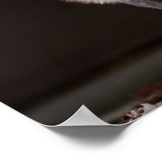 Silberfuchs fesseln poster (Ecke)