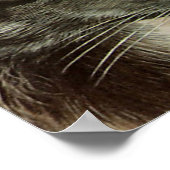 Silberfuchs-Poster Poster (Ecke)