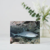 Silberhai Postkarte (Stehend Vorderseite)