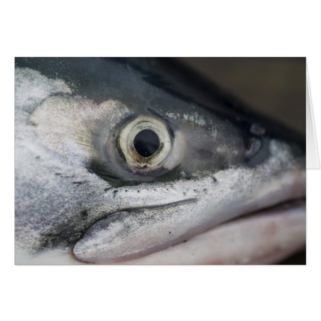 Silberlachsgesicht (Vorderseite (Horizontal))