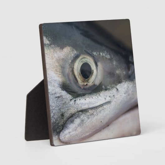 Silberlachsgesicht Fotoplatte (Vorderseite)