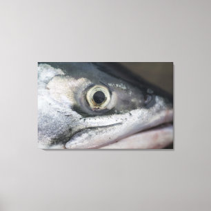 Silberlachsgesicht Leinwanddruck