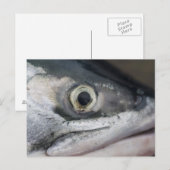 Silberlachsgesicht Postkarte (Vorne/Hinten)
