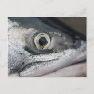 Silberlachsgesicht Postkarte