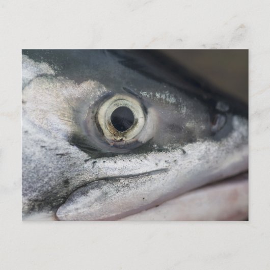 Silberlachsgesicht Postkarte (Vorderseite)