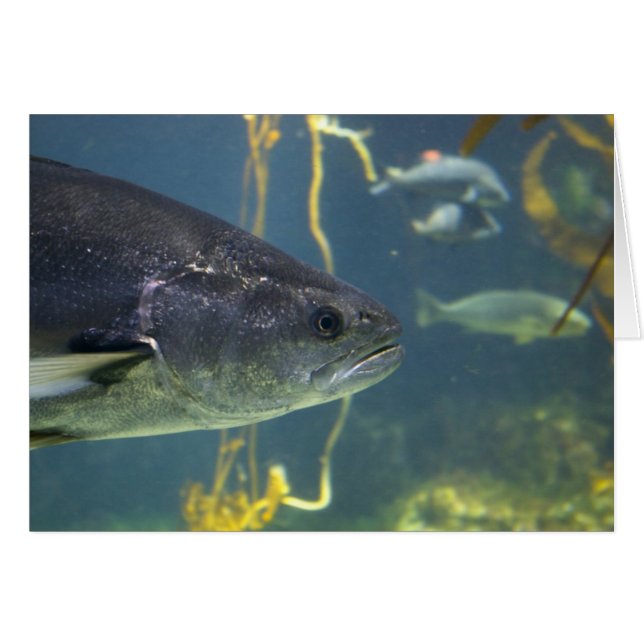 Silberlachskarte (Vorderseite (Horizontal))