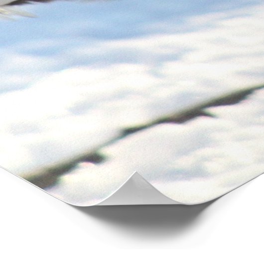 Silberlackiertes Polnisch Crested Poster (Ecke)