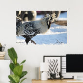 Silberlackiertes Polnisch Crested Poster (Heimbüro)