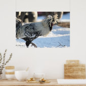 Silberlackiertes Polnisch Crested Poster (Küche)