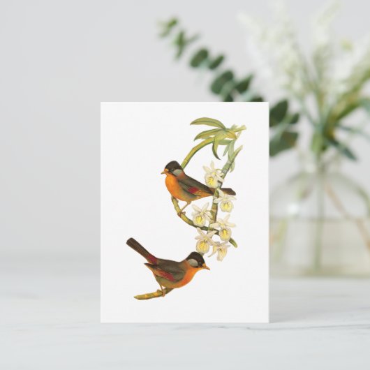 Silbermesia Postkarte (Stehend Vorderseite)