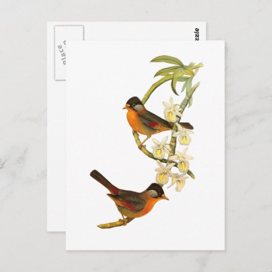 Silbermesia Postkarte (Vorne/Hinten)