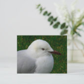 Silbermöwe Postkarte (Stehend Vorderseite)