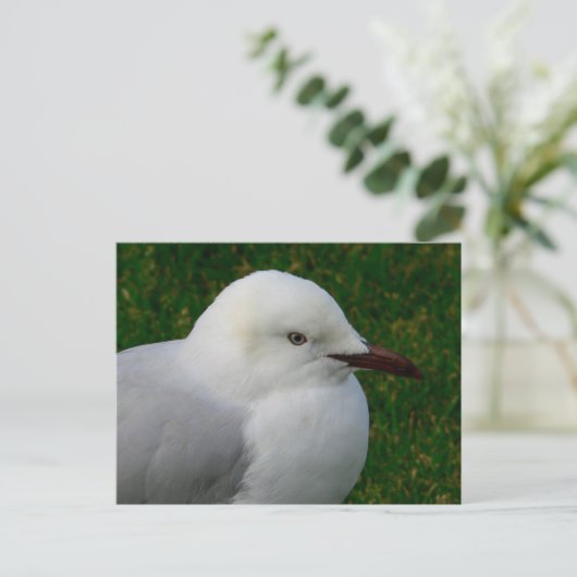 Silbermöwe Postkarte (Stehend Vorderseite)