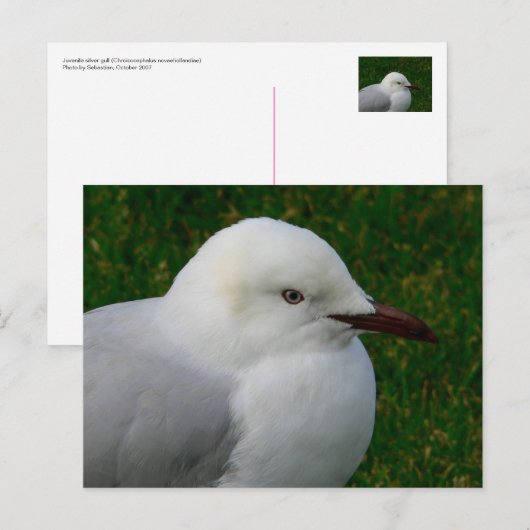 Silbermöwe Postkarte (Vorne/Hinten)