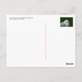 Silbermöwe Postkarte (Rückseite)