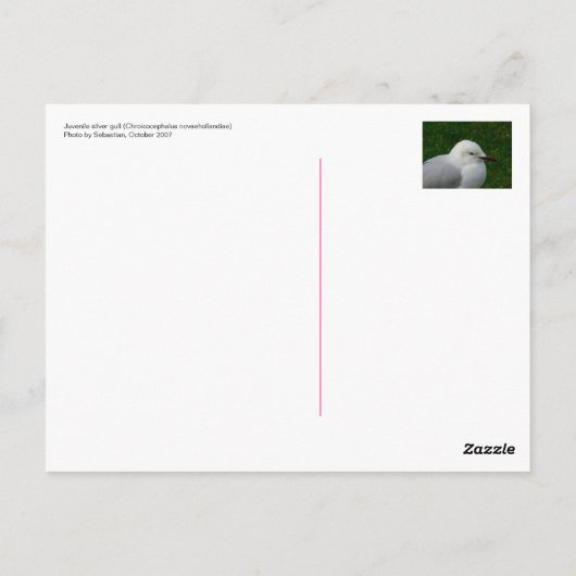 Silbermöwe Postkarte (Rückseite)