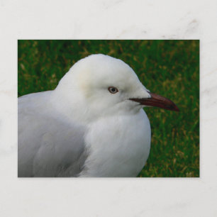 Silbermöwe Postkarte