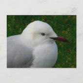 Silbermöwe Postkarte (Vorderseite)