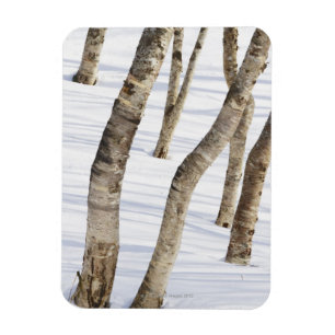 Silberne Birken-Bäume in der schneebedeckten Magnet