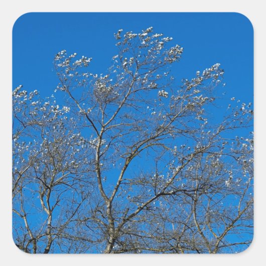 Silberne Blätter eines Aufklebers für weiße Baumhi Quadratischer Aufkleber (Vorderseite)