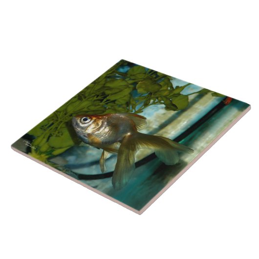 Silberne orange Ryukin Goldfisch-Fliese Fliese (Seite)