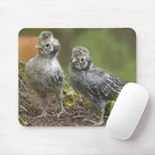 Silberne polnische Küken Mousepad (Mit Mouse)