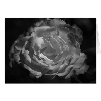 Silberne Rose