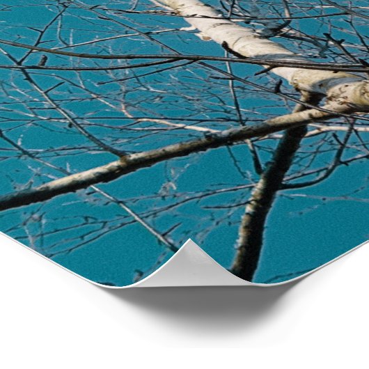 Silberne Zweige in der Sonne Poster (Ecke)