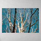 Silberne Zweige in der Sonne Poster (Vorne)