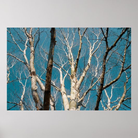 Silberne Zweige in der Sonne Poster (Vorne)