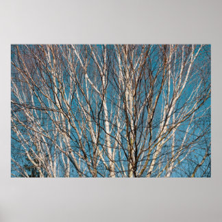 Silberne Zweige in der Sonne Poster
