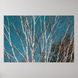 Silberne Zweige in der Sonne Poster