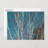 Silberne Zweige in der Sonne Postkarte (Vorne/Hinten)